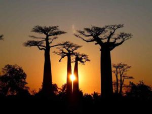 hotel ecolodge madagascar ile sainte marie riake resort & Villa